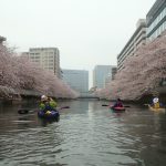 仙台堀川_お花見カヤック