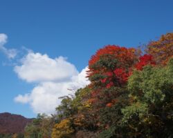 桧原湖　紅葉