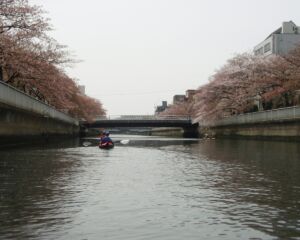 大横川の水上からの桜１