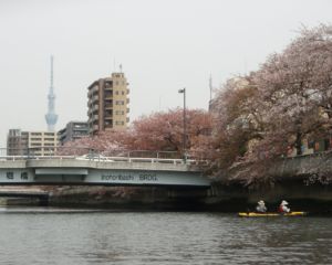 大横川の水上からの桜2