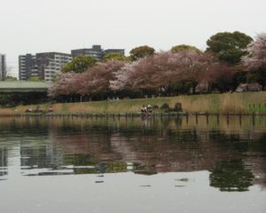 旧中川の沿いの桜