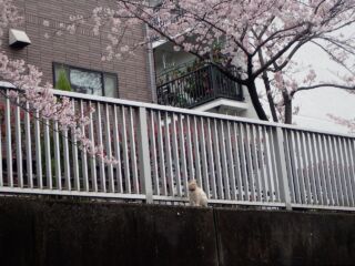 お花見する猫ちゃん