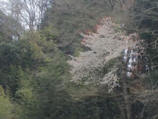 那珂川お花見カヤック2017/4－No2