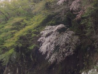 那珂川お花見カヤック2017/4－No3