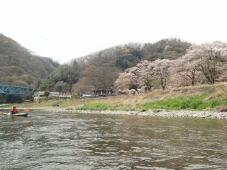 那珂川　大瀬橋上流側の桜