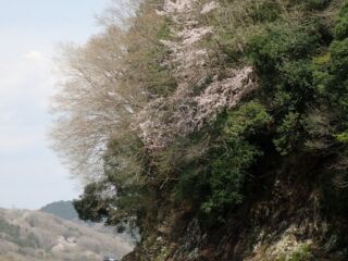 那珂川お花見カヤック2017/4－No5