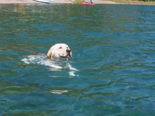 本栖湖を泳ぐ犬