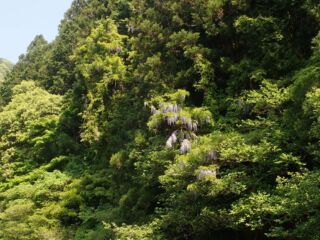 下流部、藤の花 下流部、藤の花