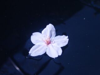 水面の桜