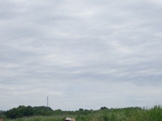 美々川　下流